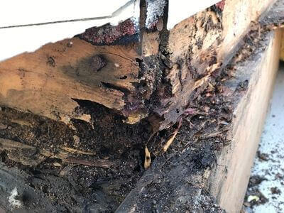 Professional water damage restoration services in Arcadia - AquaNetic Co